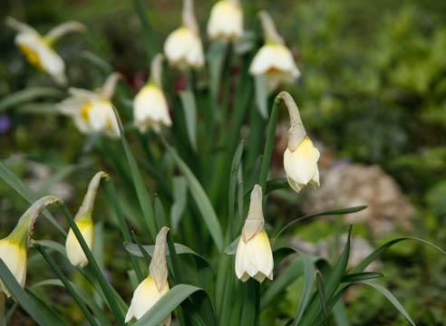 Нарцисс, цветение, Narcissus