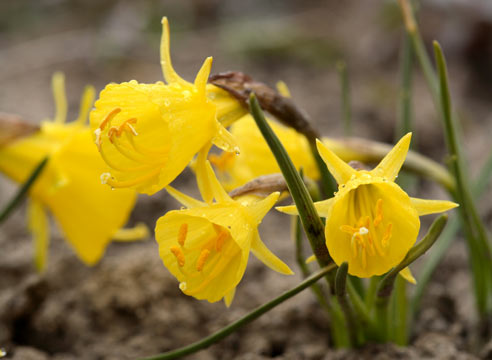 Нарцисс, Narcissus