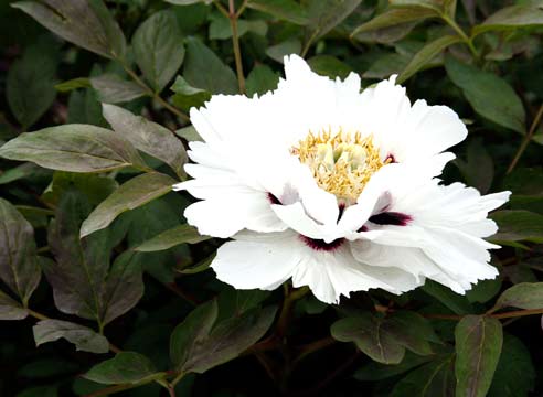 Пион древовидный, китайский, Paeonia suffruticosa