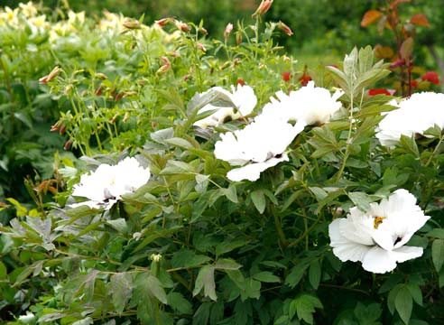 Пион древовидный, китайский, Paeonia suffruticosa