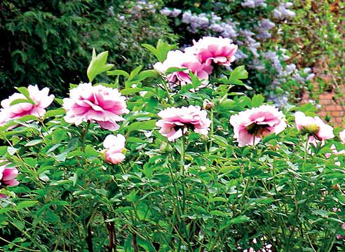 Пион древовидный, Paeonia suffruticosa