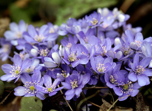 Гепатика благородная, Hepatica nobilis