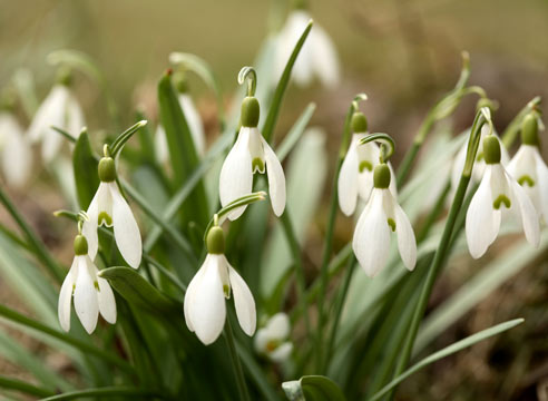 Галантус, Galanthus nivalis