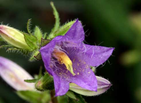 Колокольчик широколистный, Campanula latifolia