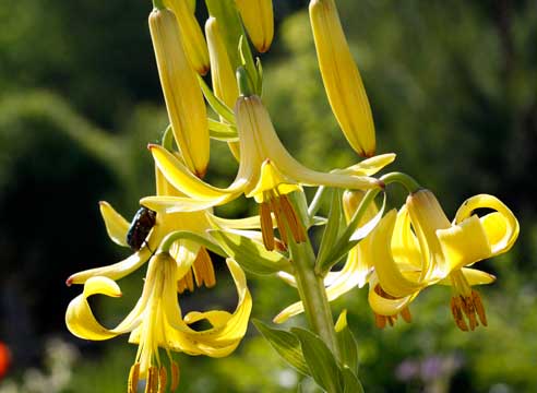 Кавказской лилии Кессельринга, Lilium kesselringia