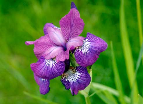 Ирис сибирский, Iris sibirica