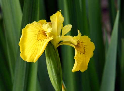 Ирис болотный, Iris pseudacorus