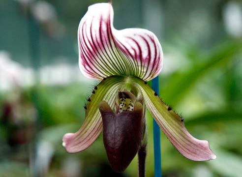 Башмачок крупноцветковый, Cypripedium macranthon