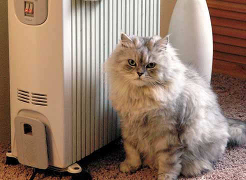 Кот у радиатора