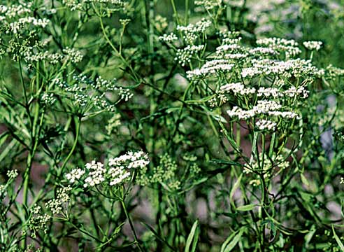 Анис обыкновенный, Anisum vulgare (Pimpinella anis