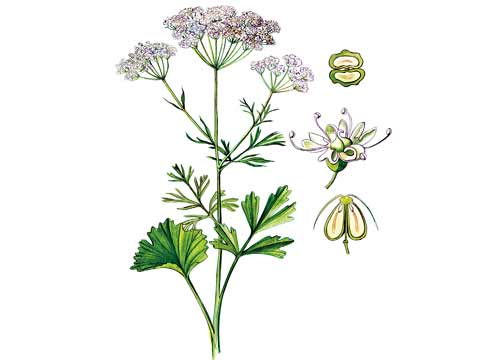 Анис обыкновенный, Anisum vulgare (Pimpinella anis