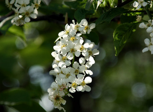 Prunus padus