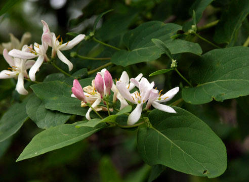 Жимолость каприфоль, Lonicera caprifolium