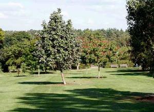 С чего начинается сад? 