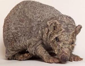 Спасти Картошку