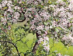 Деревья, которые СМСят