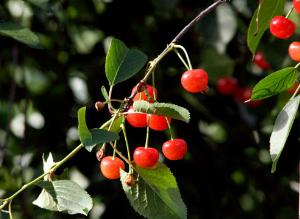 Вишня: советы по уходу
