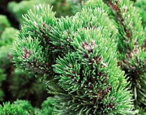 "Гринпис" дарит сосны