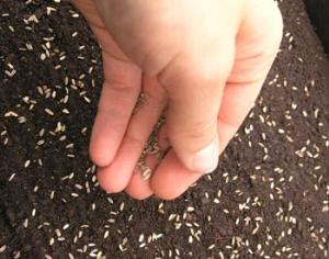 Сибирские ученые прибайкальскую флору