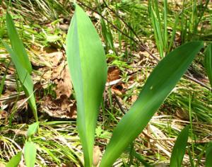 Снежный человек питается черемшой