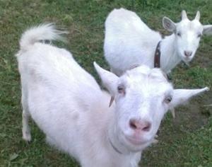 Козы вместо газонокосилок