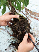 Подготовка растения