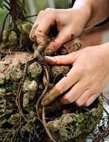 Размещение растения на камне