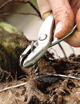 Укрепление корней