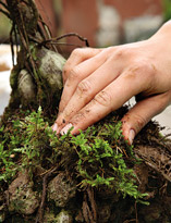 Делаем бонсай. Шаг 6