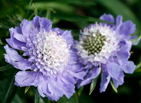 Скабиоза кавказская, Scabiosa caucasica