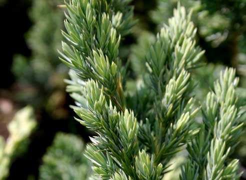 Можжевельник чешуйчатый, Juniperus squamata