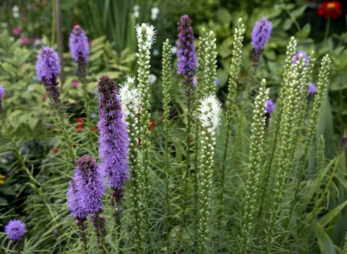 Лиатрис колосковый, Liatris spicata