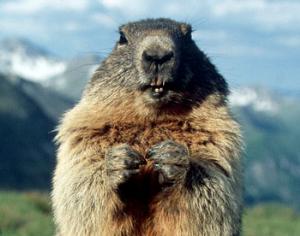 Сурок поспорил с коллегой