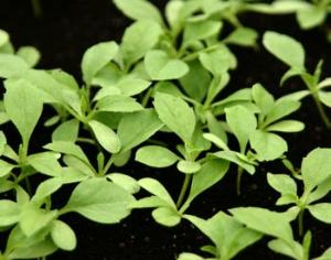 Растения научили распознавать взрывчатку