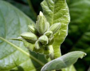 Установлен возраст табака