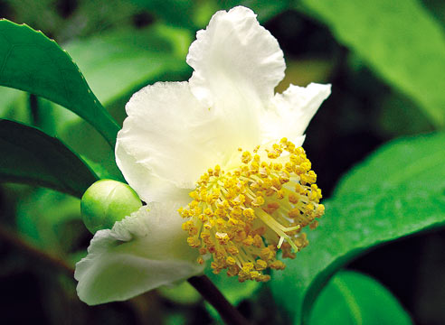 Камелия китайская, Camellia сhinensis