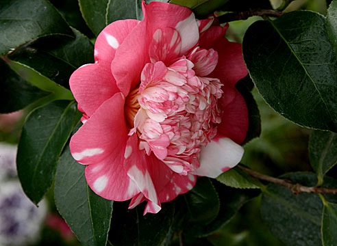Камелия японская, Camellia japonica