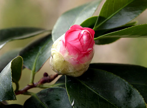 Камелия японская, Camellia japonica