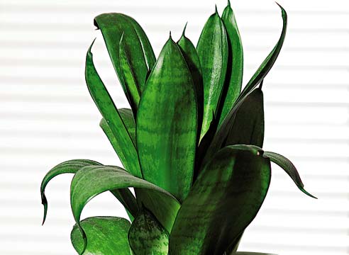 Сансевиера трехполосая, Sansevieria 