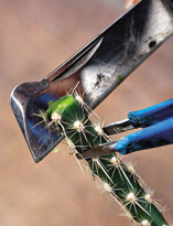 Удаление верхней части опунции