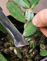 Привой шлюмбергеры