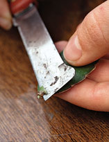 Срез у основония сигмента