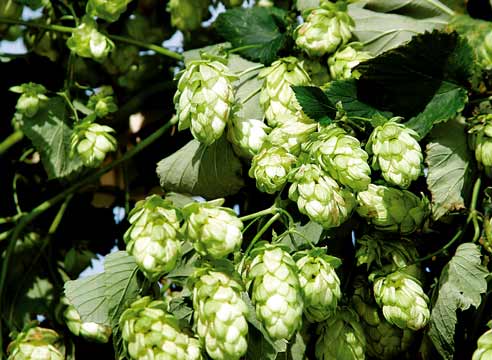 Хмель, Humulus lupulus