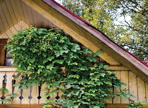 Хмель, Humulus lupulus