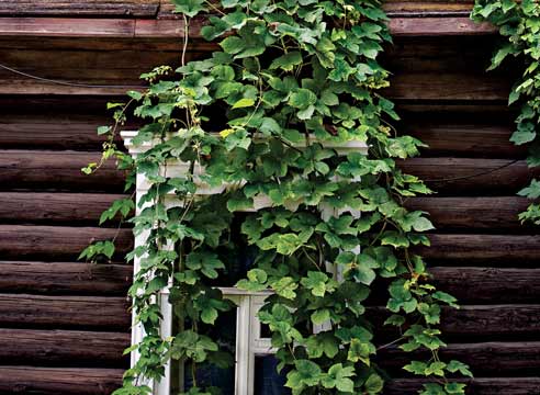 Хмель, Humulus lupulus