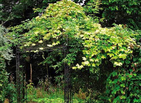 Хмель, Humulus lupulus