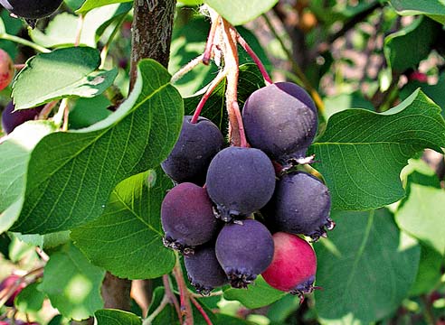 Ирга ольхолистная, Аmelanchier alnifolia