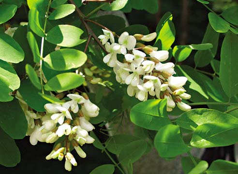 Белая акация, Robinia pseudoacacia