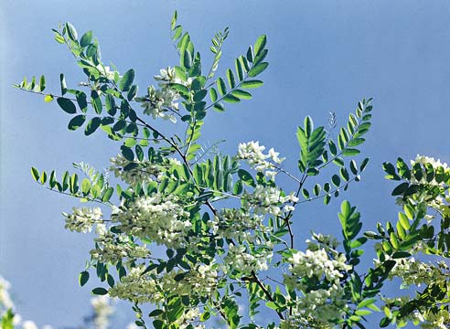 Акация белая, Robinia pseudoacacia