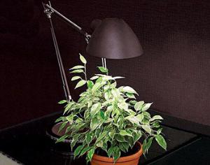 У растений обнаружили нервную систему